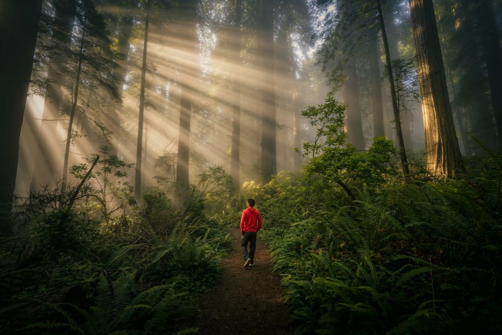 A walker on a forest path as morning light streams through tall trees
