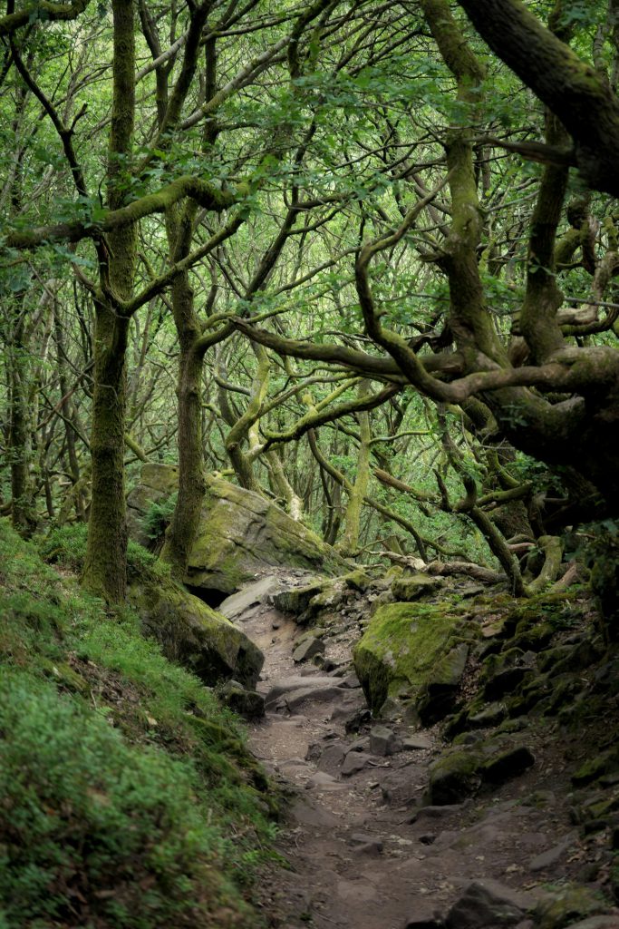 A narrow trail winding through a dense forest of moss-covered trees and boulders