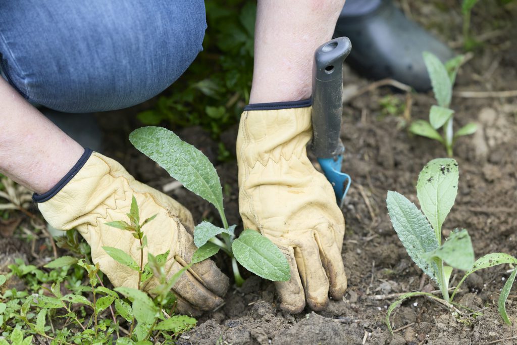 Gloved hands planting young seedlings in dark soil